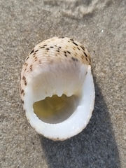 Nerita undata