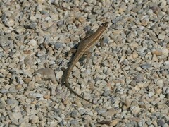 Podarcis muralis