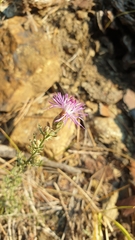 Centaurea aplolepa