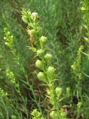 Linaria biebersteinii ruthenica