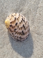 Nerita undata