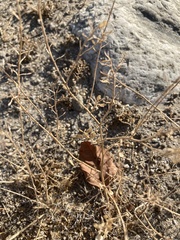 Lepidium perfoliatum