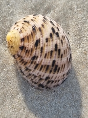 Nerita undata