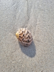 Nerita undata