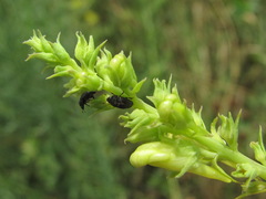 Linaria biebersteinii ruthenica