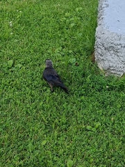 Corvus monedula