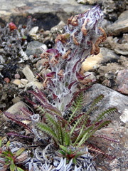 Pedicularis lanata