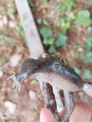 Leptodactylus macrosternum