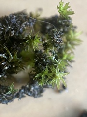 Grimmia ramondii