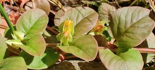 Šliaužiančioji šilingė nuotrauka