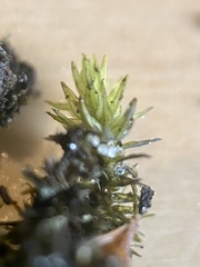 Grimmia ramondii