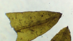 Grimmia ramondii