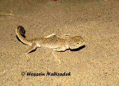 Phrynocephalus arabicus