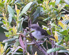 Pseudospingus xanthophthalmus