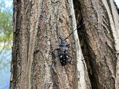 Anoplophora glabripennis