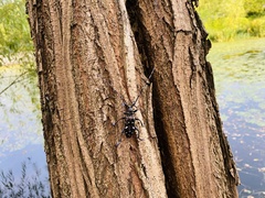 Anoplophora glabripennis