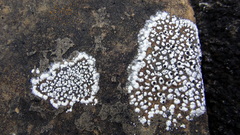 Lecanora marginata