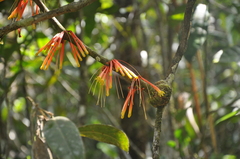 Psittacanthus krameri