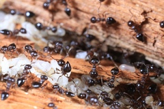 Crematogaster cerasi