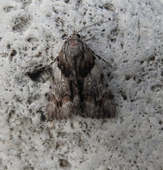Catocala blandula