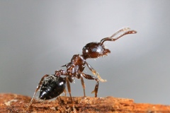 Crematogaster cerasi