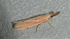 Peoria approximella