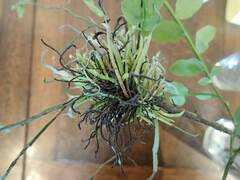 Exobasidium parvifolii