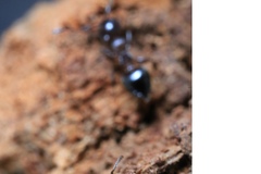 Crematogaster cerasi
