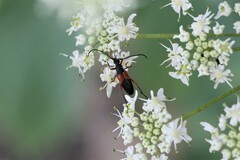 Stenurella jaegeri