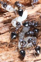 Crematogaster cerasi