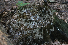 Fungi