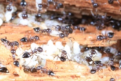 Crematogaster cerasi