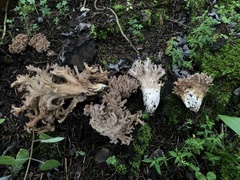 Ramaria fennica