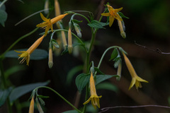 Lithospermum rzedowskii