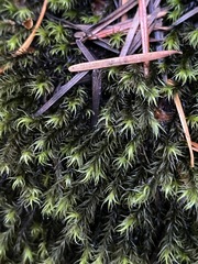 Racomitrium lawtonae