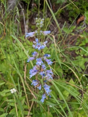 Penstemon albertinus
