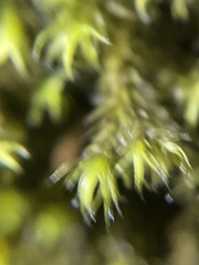 Racomitrium lawtonae