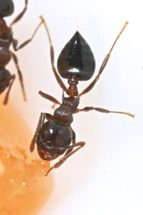 Crematogaster cerasi