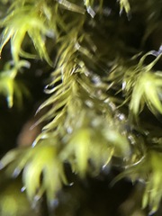 Racomitrium lawtonae