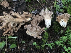 Ramaria fennica