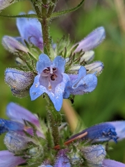 Penstemon albertinus