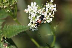 Stenurella jaegeri