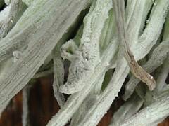 Exobasidium parvifolii