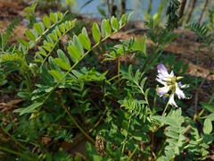 Astragalus alpinus