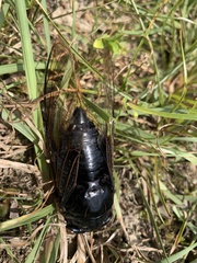 Cryptotympana holsti