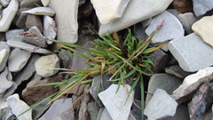 Poa abbreviata