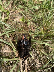 Cryptotympana holsti