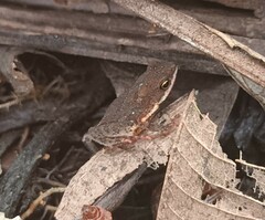 Amazophrynella minuta