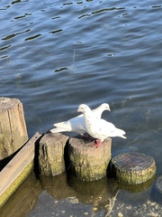 Columba livia domestica