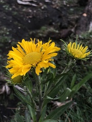 Hymenoxys integrifolia